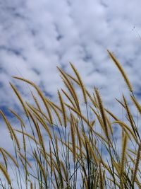 Low angle view of stalks against sky