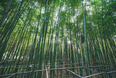 Low angle view of bamboo trees in forest