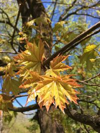 Close-up of tree during autumn