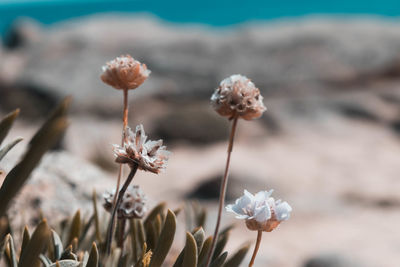 Close-up of flowering plant