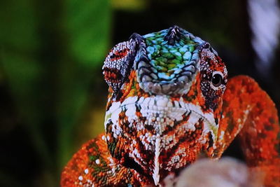 Close-up of chamäleon on leaf 