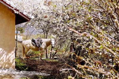 Close-up of horse by tree