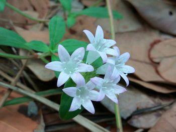 Close-up of flowers blooming outdoors