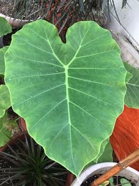 High angle view of leaves