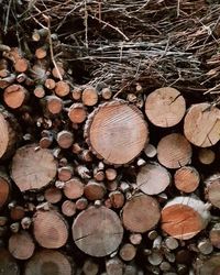 Full frame shot of logs in forest