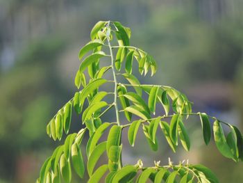 Close-up of fresh green plant