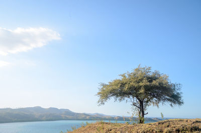 Tree by sea against sky