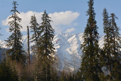 Pine trees in forest against sky