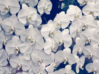 Full frame shot of blue flowers