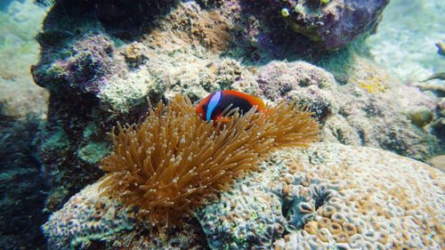 Fish swimming in sea