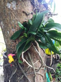 Close-up of flower growing on tree