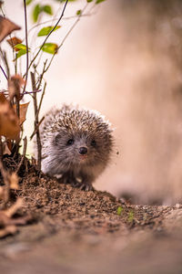 Cute hedgehog, autumn - fall colors