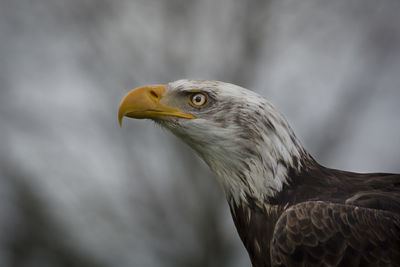 Close-up of eagle