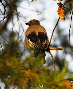 Bird perching on a tree
