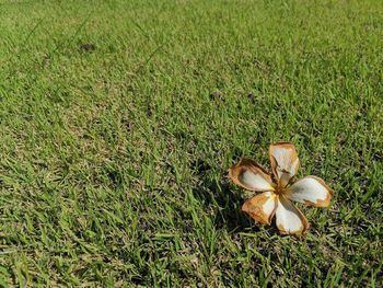 High angle view of plants growing on field