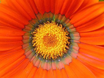 Close-up of orange flower