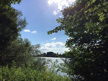 Trees by lake in forest against sky