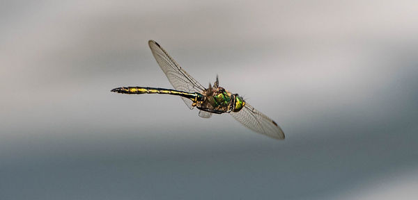 Close-up of dragonfly flying against sky