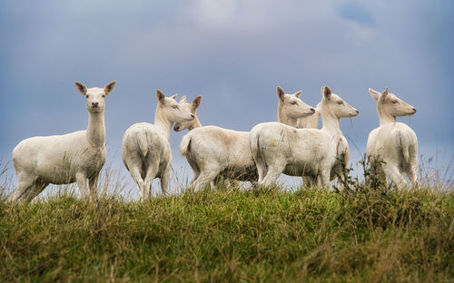 View of sheep on field