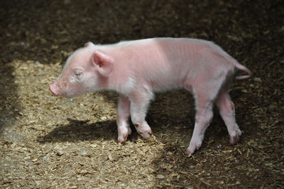 Close-up of piglet on field