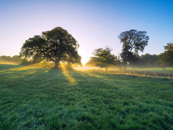 Trees on field against clear sky