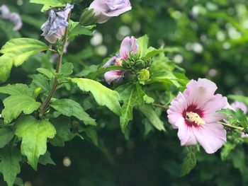 Close-up of pink flowers blooming outdoors