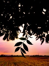 Close-up of silhouette plant against sky during sunset