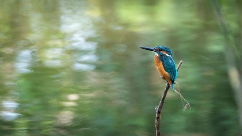 Close-up of bird perching on branch