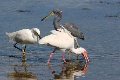 Birds in a lake