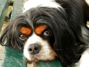 Close-up portrait of dog