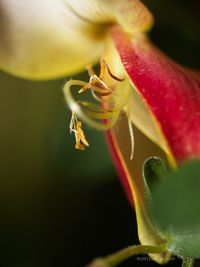 Close-up of yellow rose flower