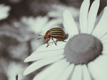 Close-up of insect on flower