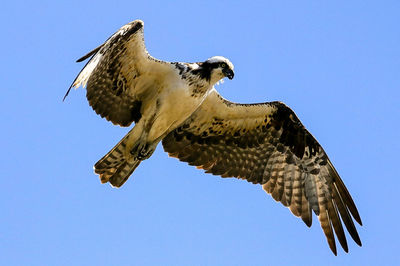 Low angle view of eagle flying against clear blue sky