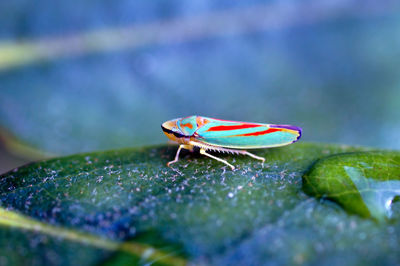 Close-up of insect on leaf