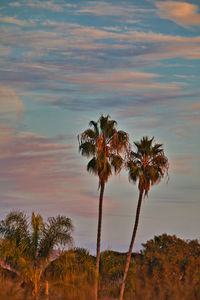 Low angle view of coconut palm trees against sky during sunset