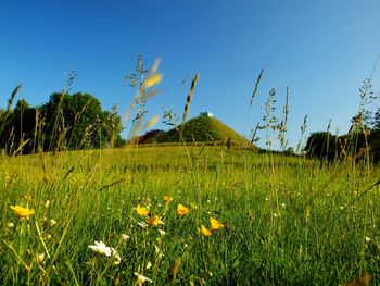 Scenic view of grassy field against clear blue sky
