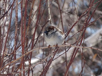 Bird perching on branch in snow