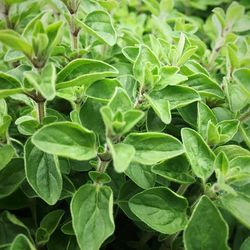 Close-up of leaves