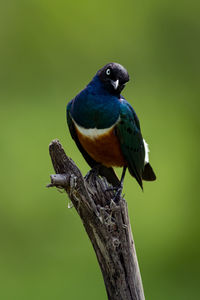 Close-up of bird perching on tree