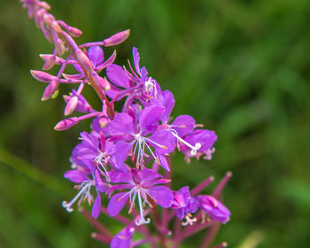 Close-up of purple flowering plant