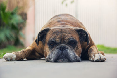 Close-up portrait of a dog resting