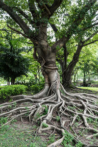 Trees in forest