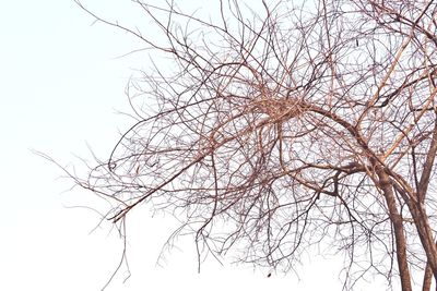 Low angle view of bare tree against clear sky