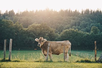 Horse standing on field against trees