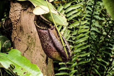 Close-up of nepenthes  on tree