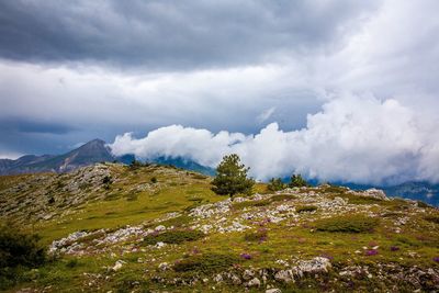 Plants growing on landscape against sky