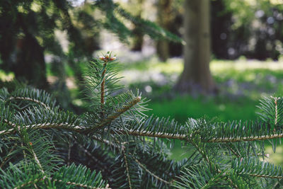 Close-up of plants