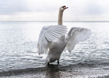 View of birds in lake