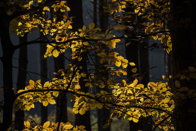 Close-up of yellow autumn tree