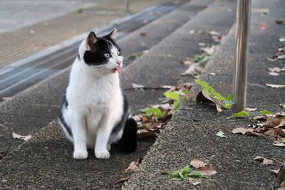 Portrait of a cat